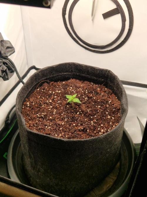 Titan F1. Week 2 - 02.02.2026