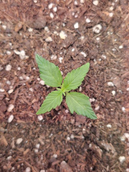 Titan F1. Week 2 - 03.02.2026