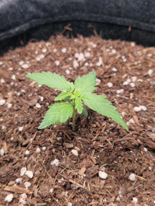 Titan F1. Week 2 - 05.02.2026
