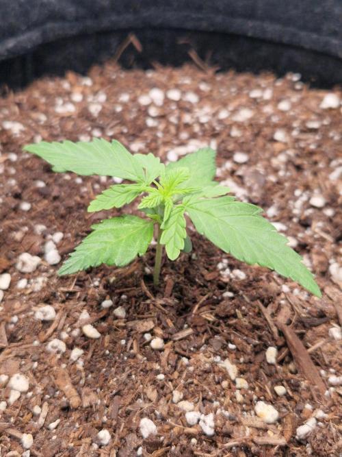 Titan F1. Week 2 - 06.02.2026
