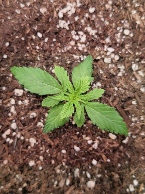 Titan F1. Week 2 - 07.02.2026