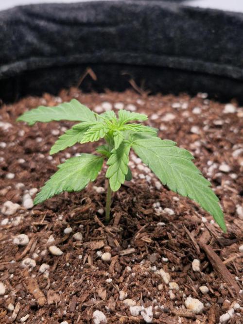 Titan F1. Week 2 - 07.02.2026