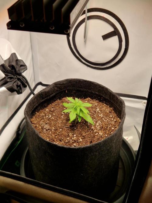 Titan F1. Week 3 - 14.02.2026