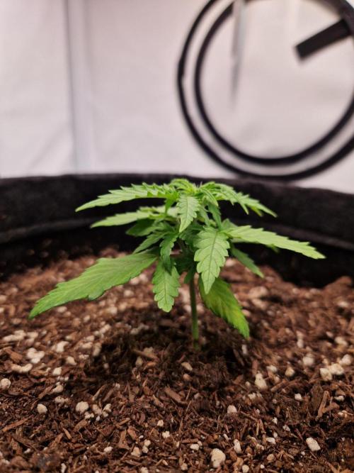 Titan F1. Week 3 - 14.02.2026