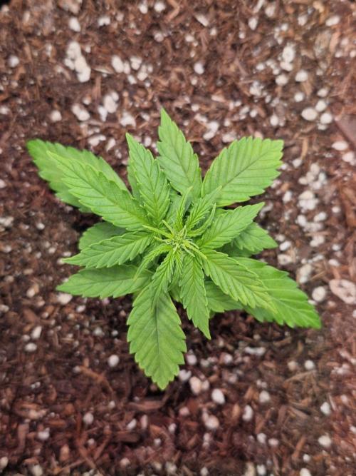 Titan F1. Week 3 - 14.02.2026