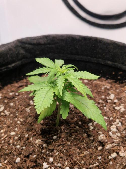 Titan F1. Week 3 - 14.02.2026