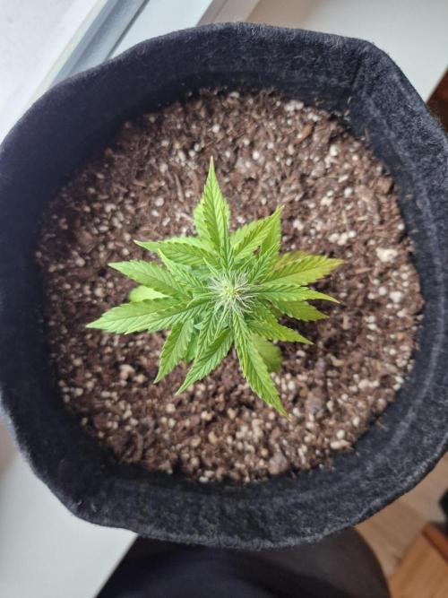 Titan F1 (canceled). Week 4