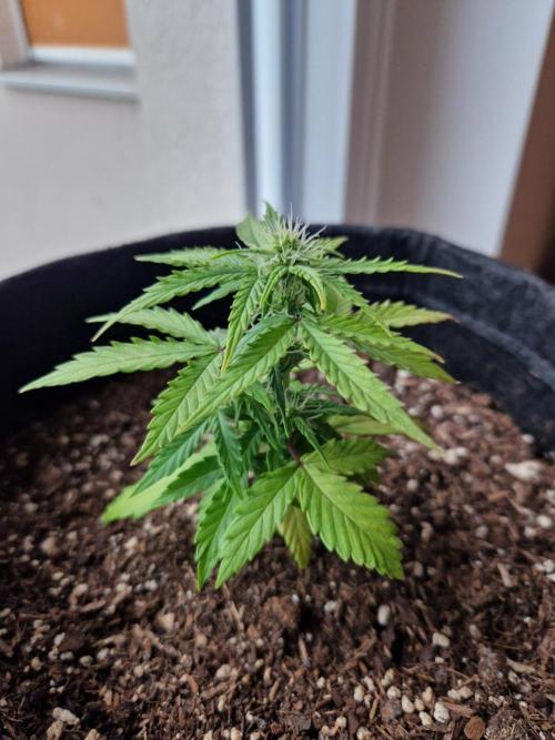 Titan F1 (canceled). Week 4