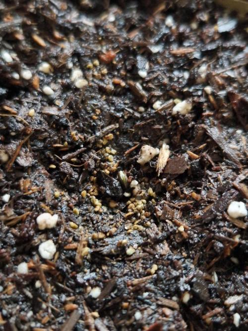Original Sour Diesel. Week 0 - 22.02.2026