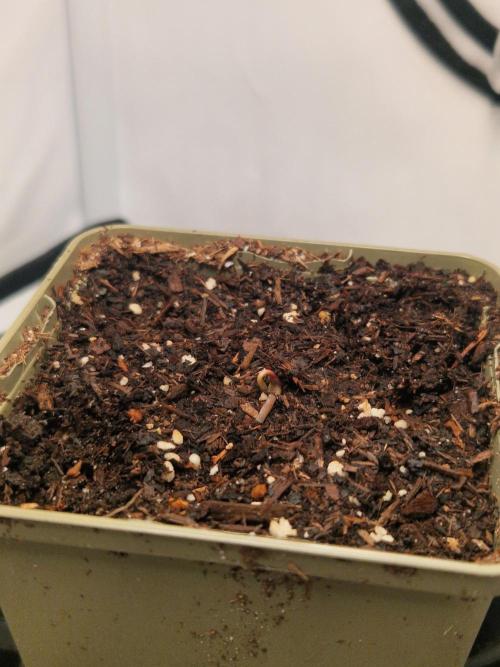 Original Sour Diesel. Week 0 - 25.02.2026