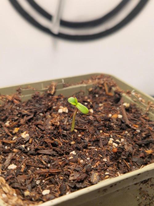 Original Sour Diesel. Week 0 - 25.02.2026