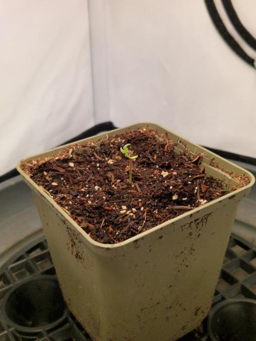 Original Sour Diesel. Week 0 - 26.02.2026