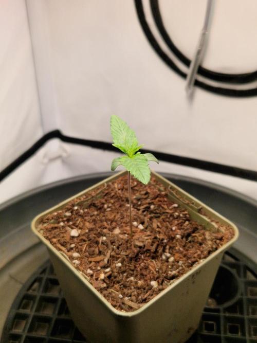Original Sour Diesel. Week 1