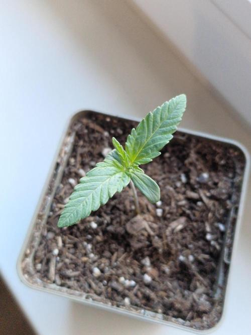 Original Sour Diesel. Week 1