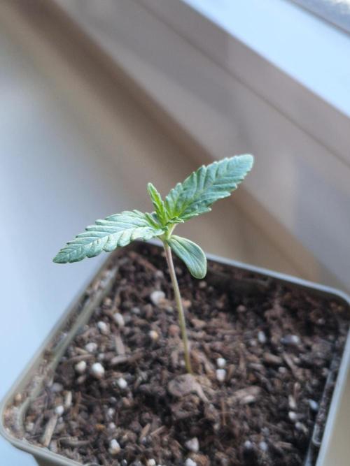Original Sour Diesel. Week 1