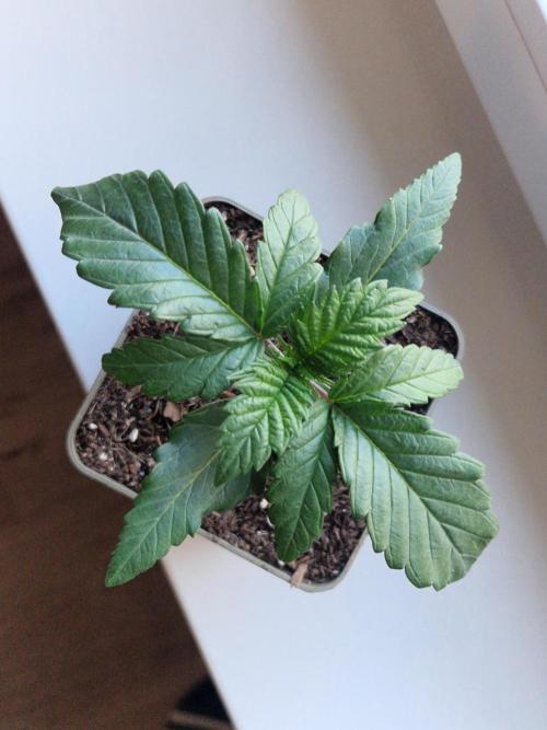 Original Sour Diesel. Week 2 - 11.03.2026, Day 15