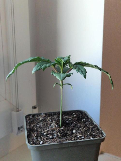 Original Sour Diesel. Week 2 - 11.03.2026, Day 15