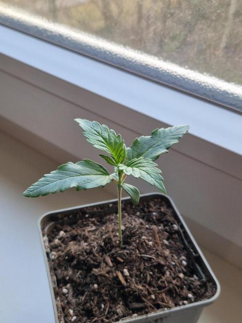 Original Sour Diesel. Week 2 - 07.03.2026, Day 11