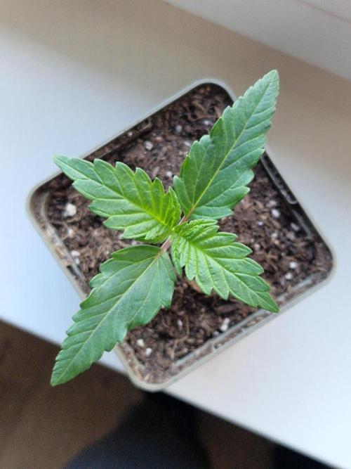 Original Sour Diesel. Week 2 - 07.03.2026, Day 11
