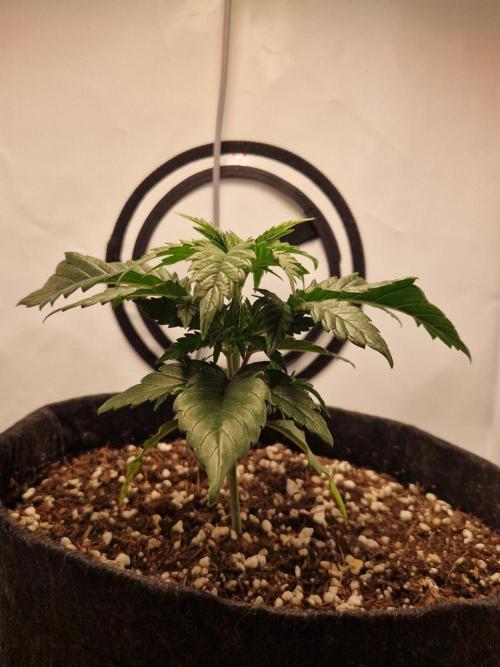 Original Sour Diesel. Week 3 - 18.03.2026, Day 22