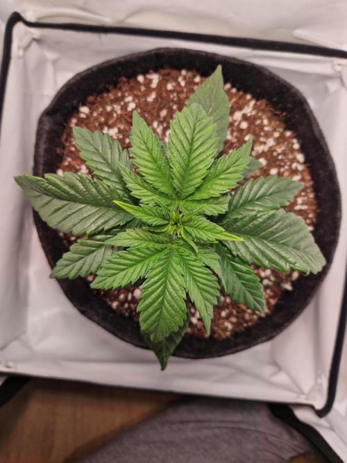 Original Sour Diesel. Week 3 - 18.03.2026, Day 22