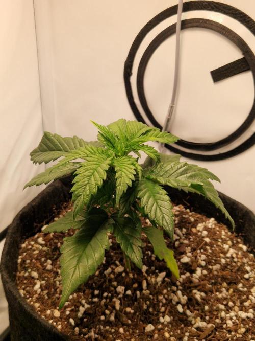 Original Sour Diesel. Week 3 - 18.03.2026, Day 22