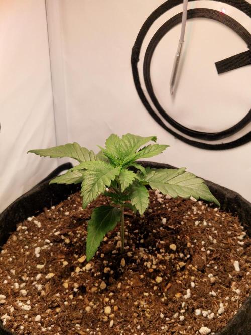 Original Sour Diesel. Week 3 - 18.03.2026, Day 18