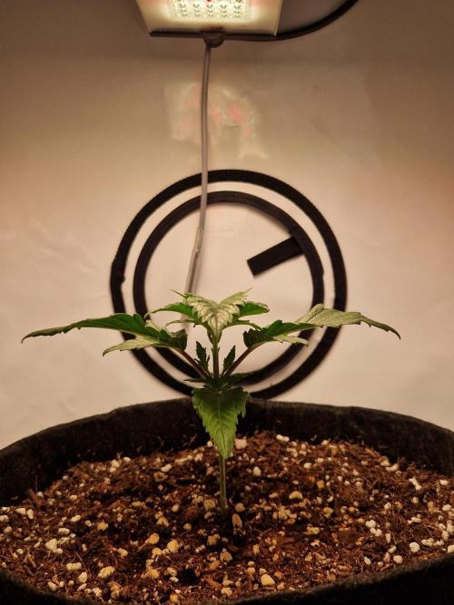 Original Sour Diesel. Week 3