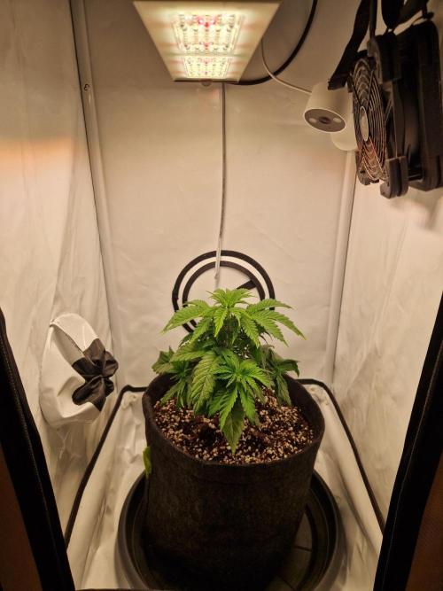 Original Sour Diesel. Week 4 - 25.03.2026, Day 29