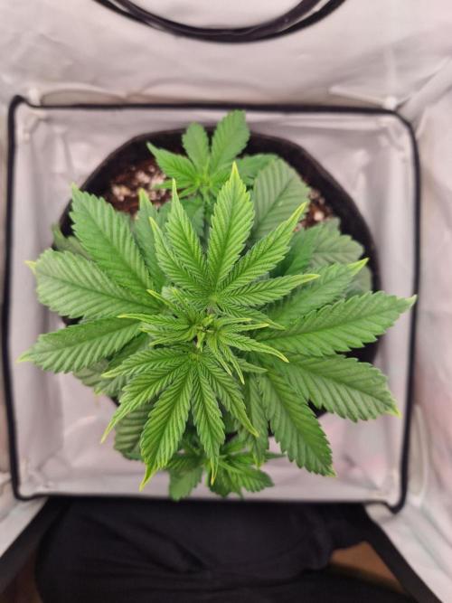Original Sour Diesel. Week 4 - 25.03.2026, Day 29