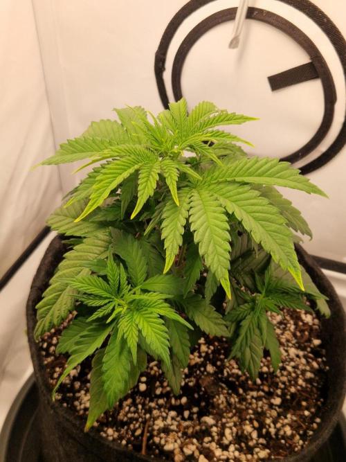 Original Sour Diesel. Week 4 - 25.03.2026, Day 29