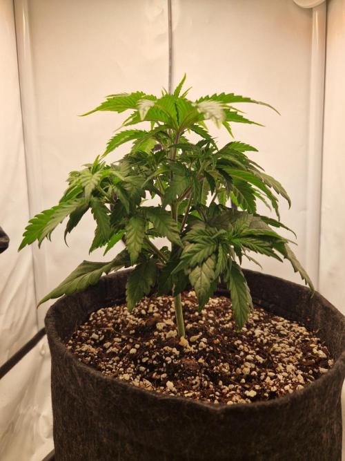 Original Sour Diesel. Week 4 - 25.03.2026, Day 29