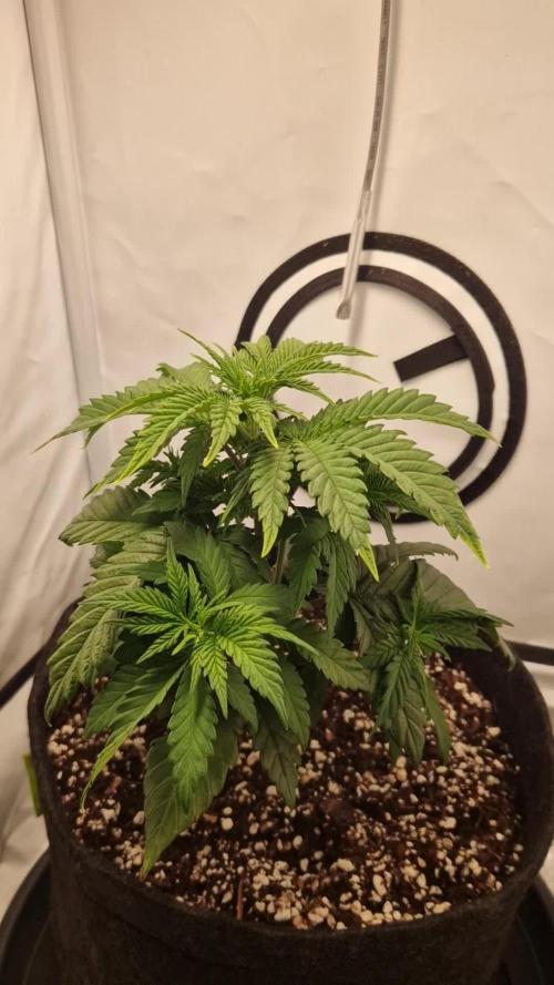 Original Sour Diesel
