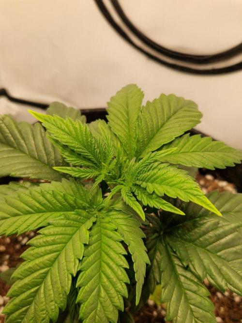 Original Sour Diesel. Week 4