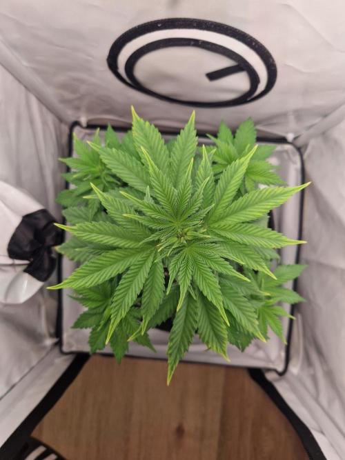 Original Sour Diesel. Week 5 - 01.04.2026, Day 36