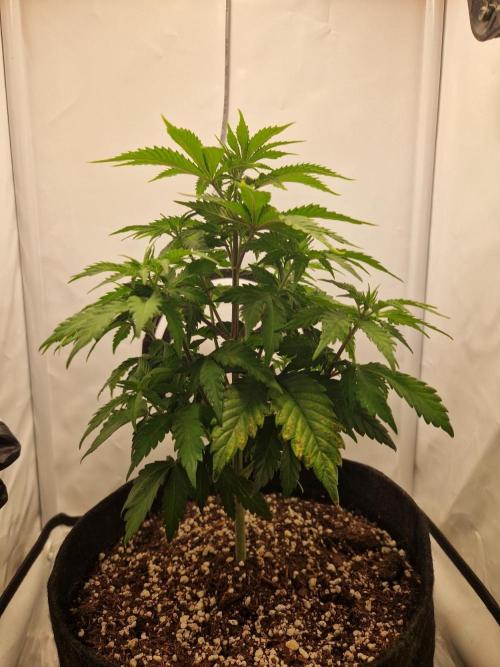Original Sour Diesel. Week 5 - 01.04.2026, Day 36