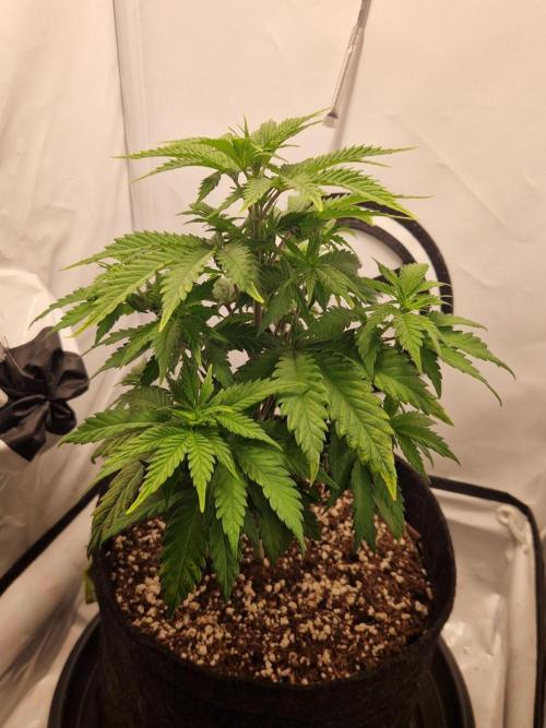 Original Sour Diesel. Week 5 - 01.04.2026, Day 36