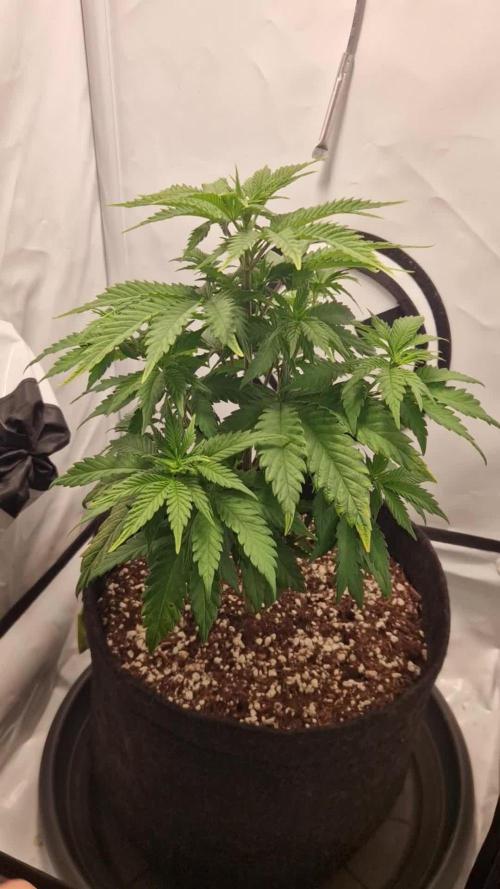 Original Sour Diesel