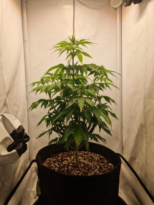 Original Sour Diesel. Week 6 - 08.04.2026, Day 43