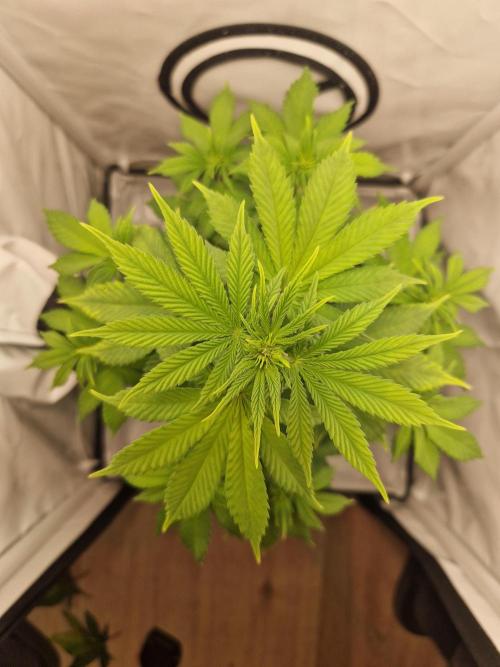Original Sour Diesel. Week 6 - 08.04.2026, Day 43