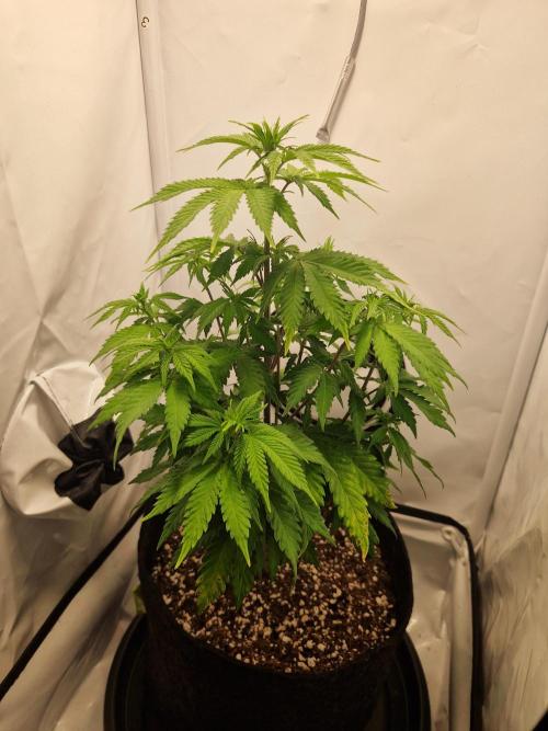 Original Sour Diesel. Week 6 - 08.04.2026, Day 43