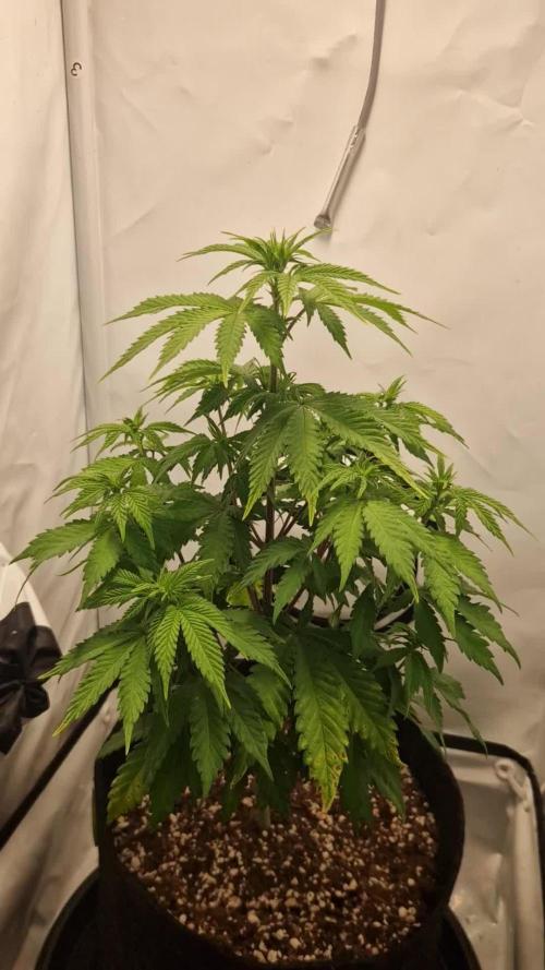Original Sour Diesel
