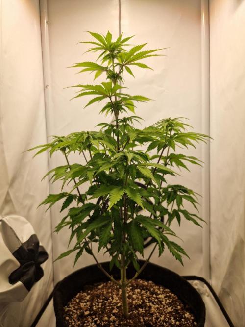Original Sour Diesel. Week 7 - 15.04.2026, Day 50