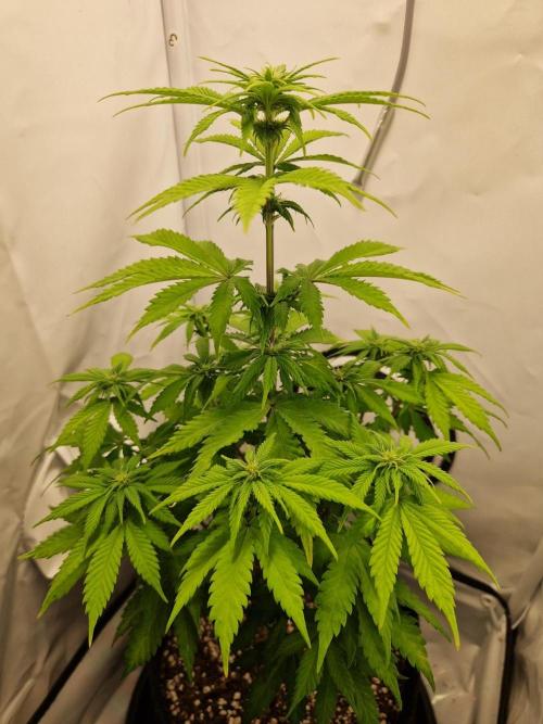 Original Sour Diesel. Week 7 - 15.04.2026, Day 50