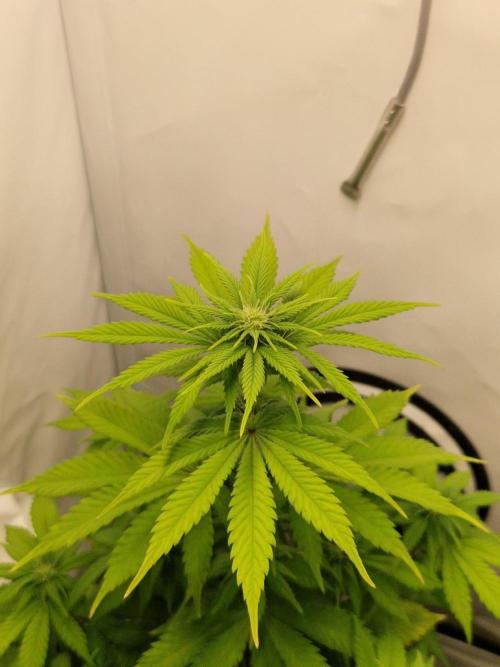 Original Sour Diesel. Week 7 - 15.04.2026, Day 50