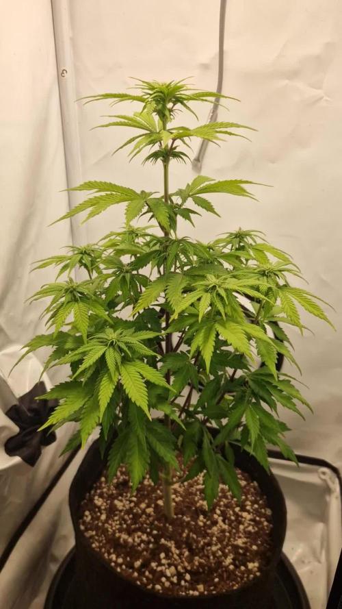 Original Sour Diesel