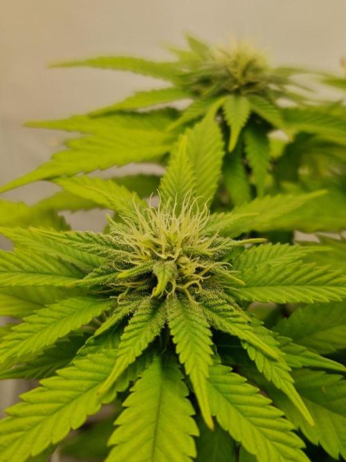 Original Sour Diesel. Week 8 - Day 58, 24.04.2026