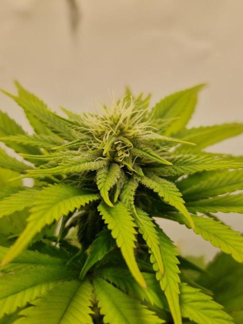 Original Sour Diesel. Week 8 - Day 58, 24.04.2026