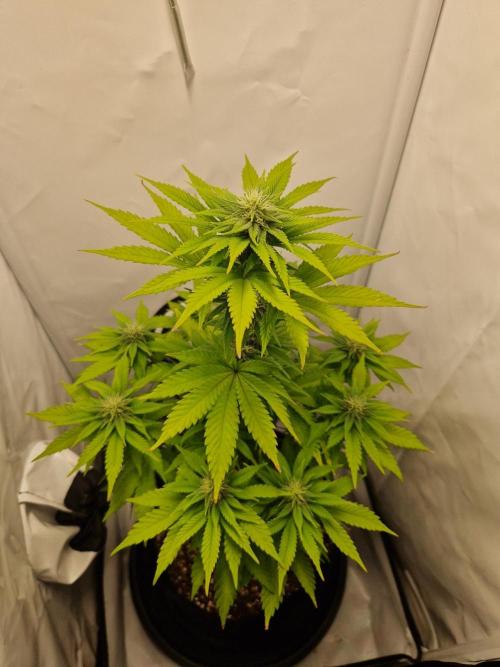 Original Sour Diesel. Week 8 - Day 58, 24.04.2026