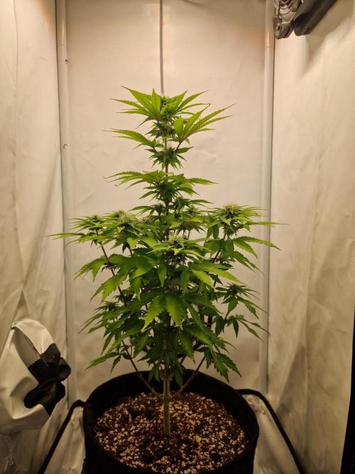 Original Sour Diesel. Week 8 - Day 58, 24.04.2026